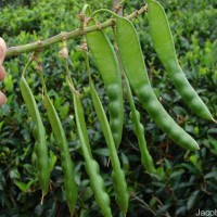 Erythrina subumbrans (Hassk.) Merr.